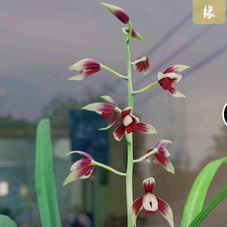 扬州吉祥船舶（贵富兰苑）