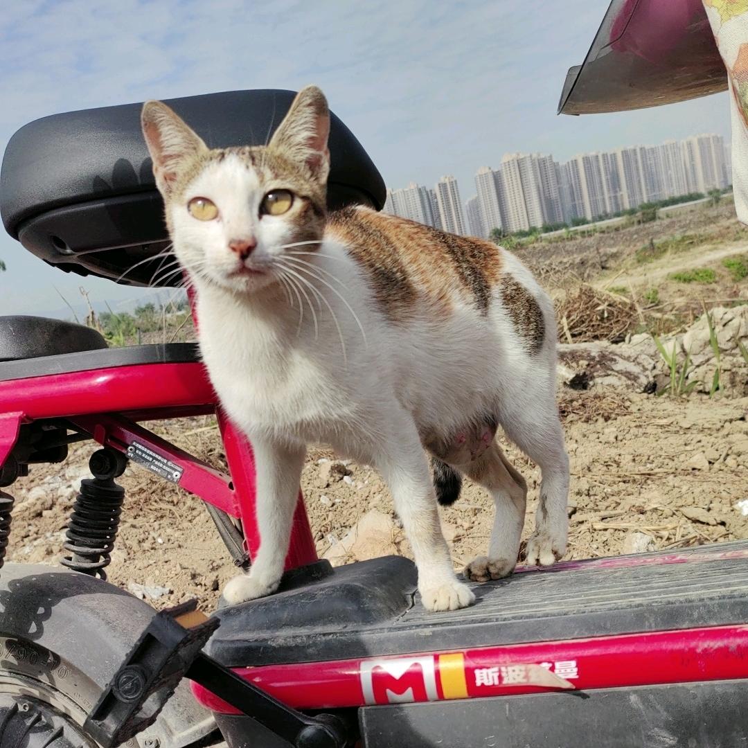 关爱流浪猫