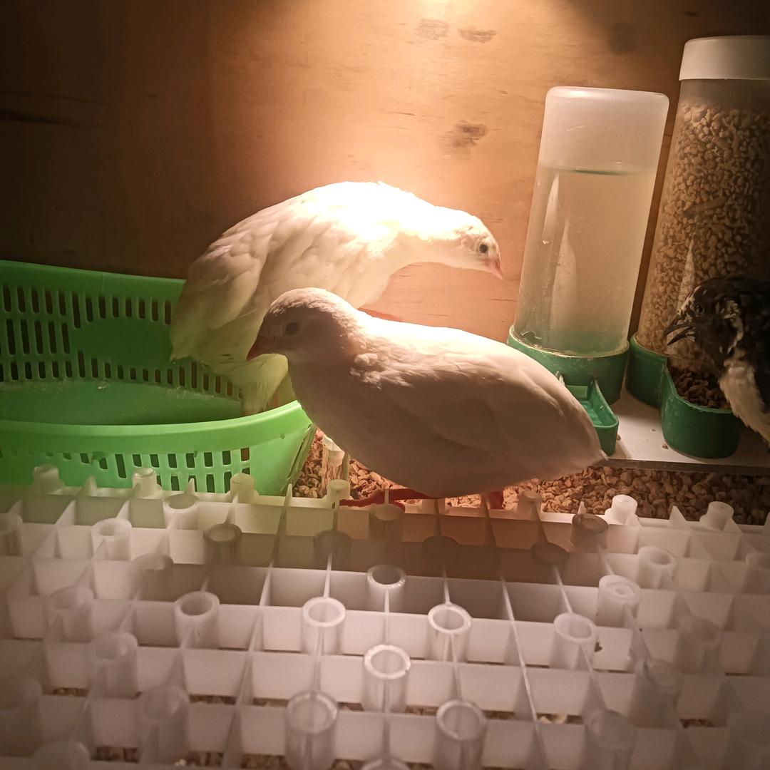 叮当《好物分享》