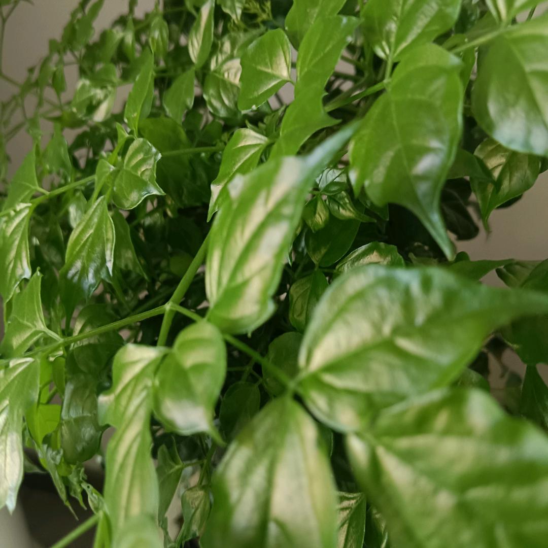 鹏程万里。。。