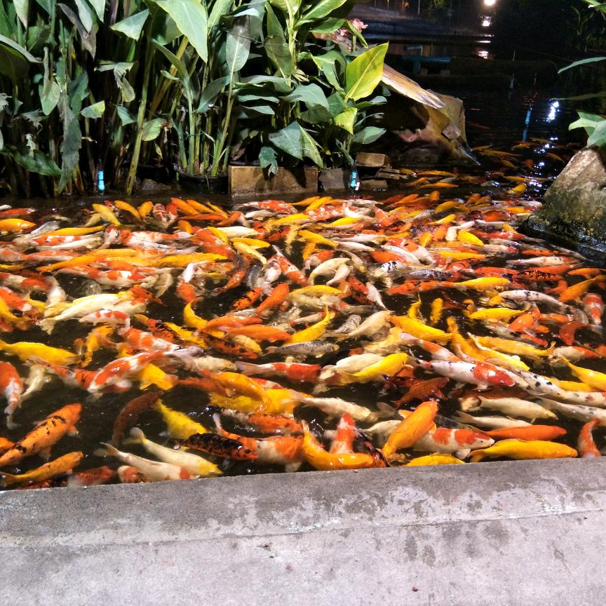 会飞的鱼💖💖