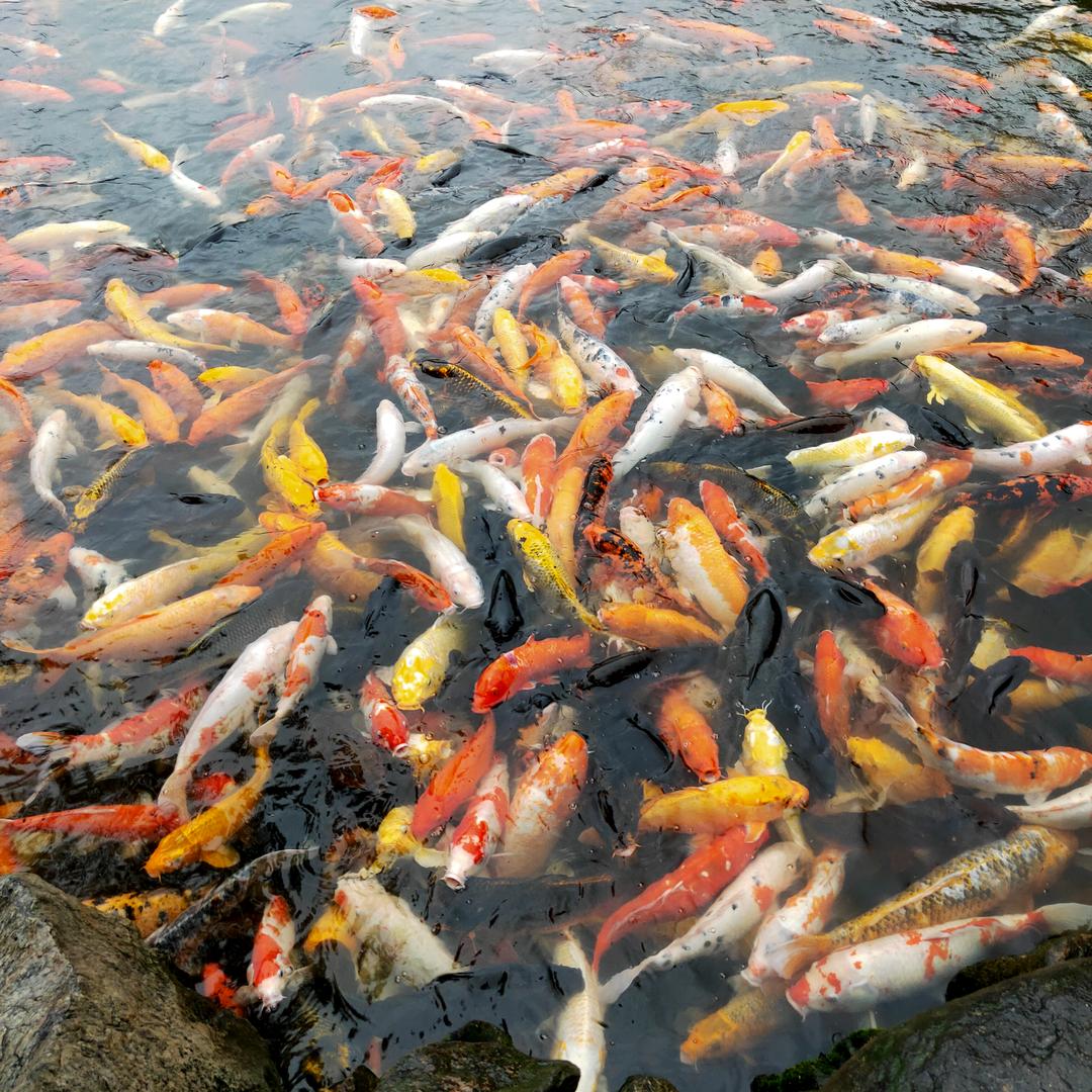 年年有鱼@