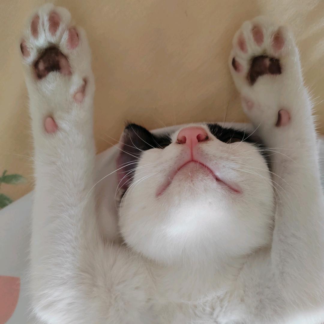 凌晨十二点的猫