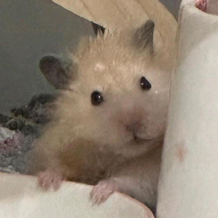 🐭大辣椒🐭