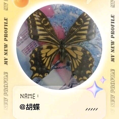 胡蝶13