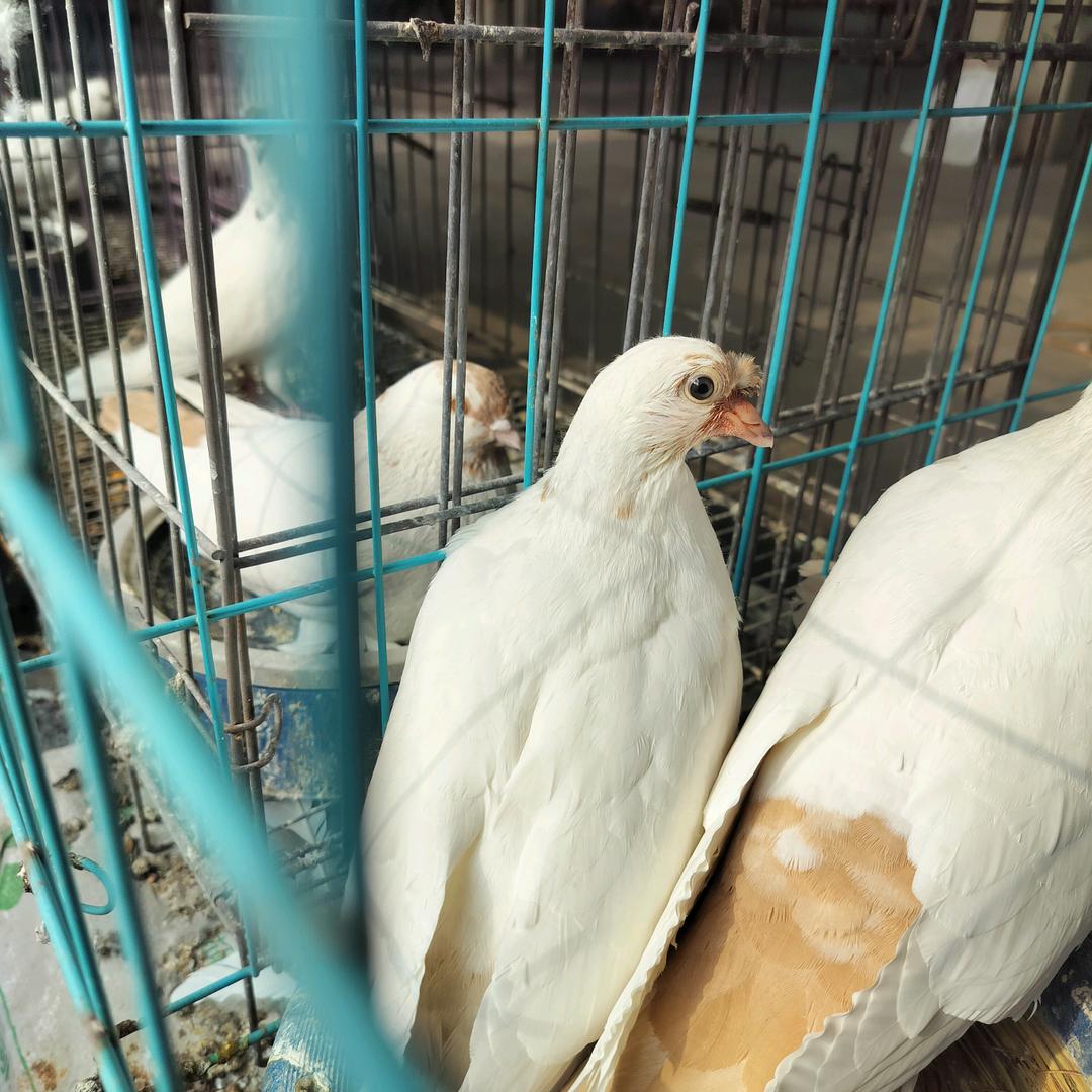 新疆翻翻 璟宸 鸽舍