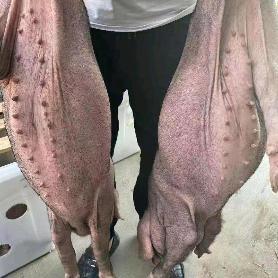 富鑫种猪场（远鸿控股集团）