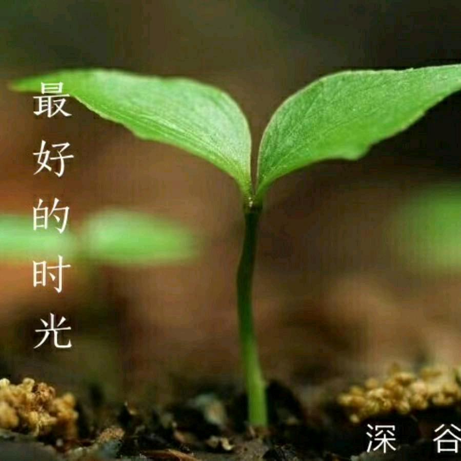 静若幽兰