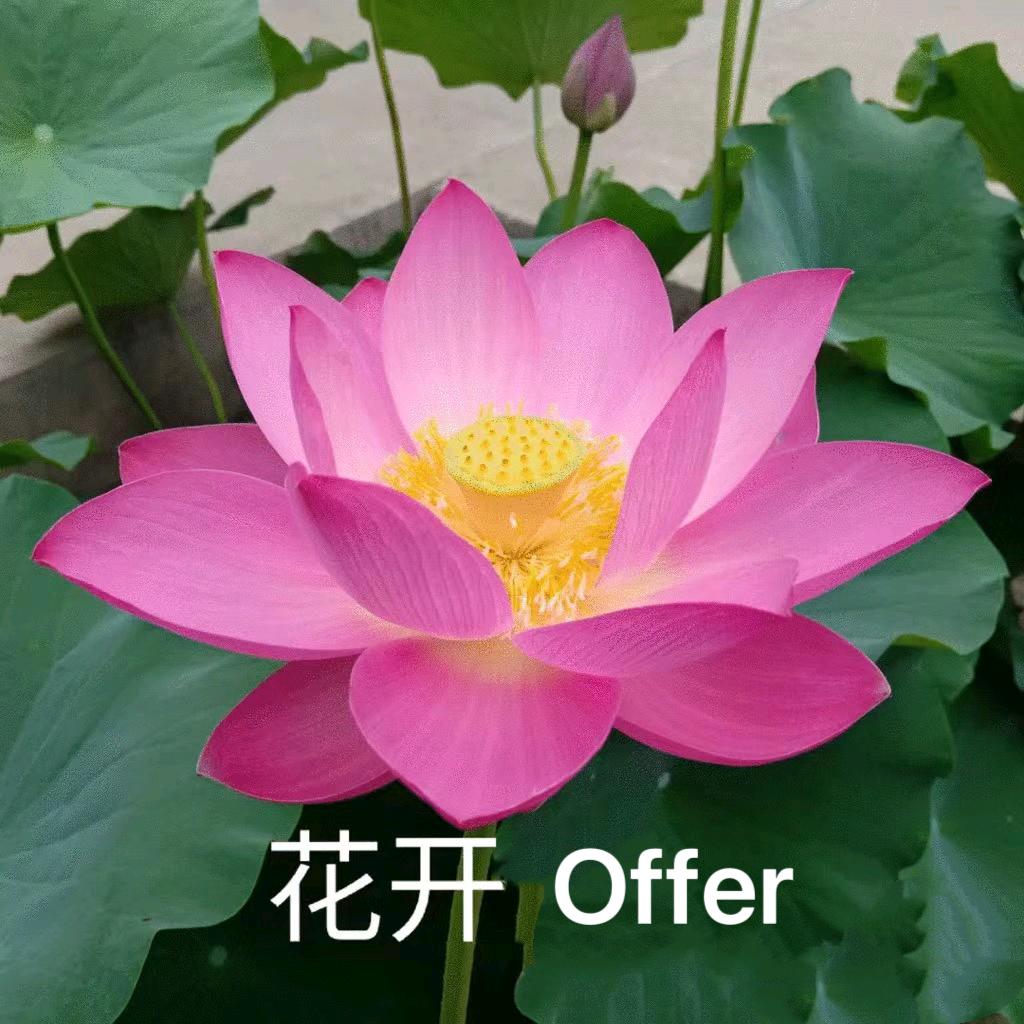 渤海职场舟