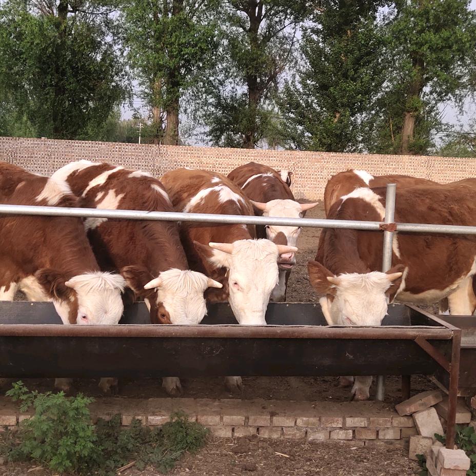 山西肉牛养殖老贺
