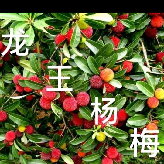 龙王杨梅