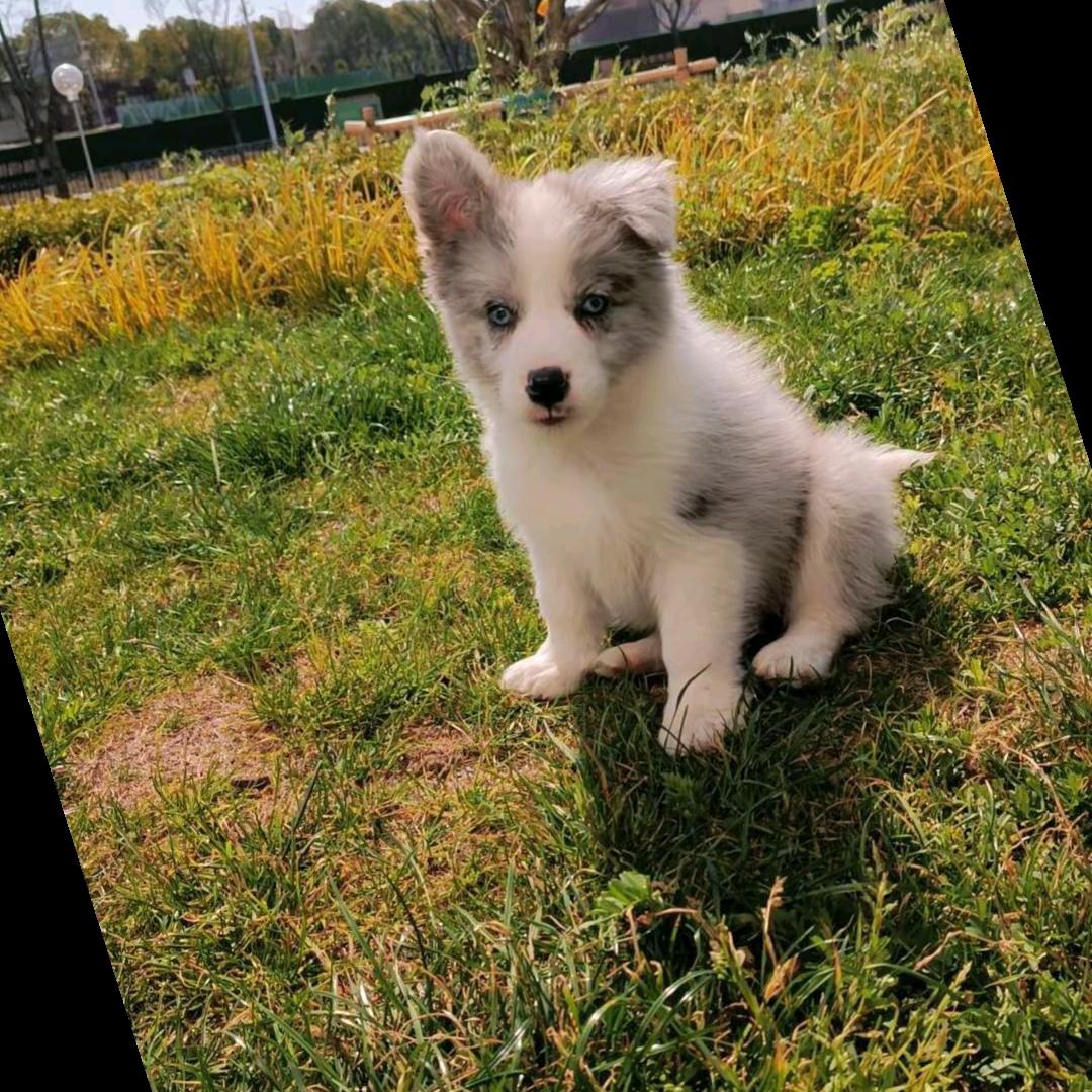 ۶•͈⚇•͈ა我心里最最最最喜欢的麦兜