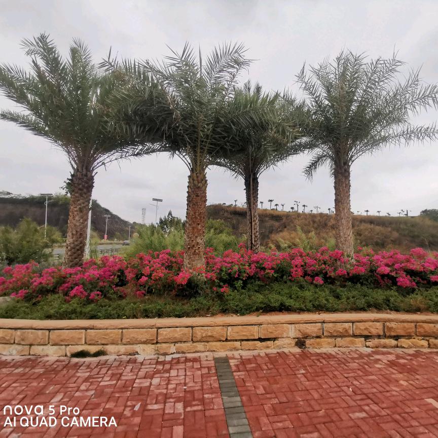 爱喝红茶的雍正