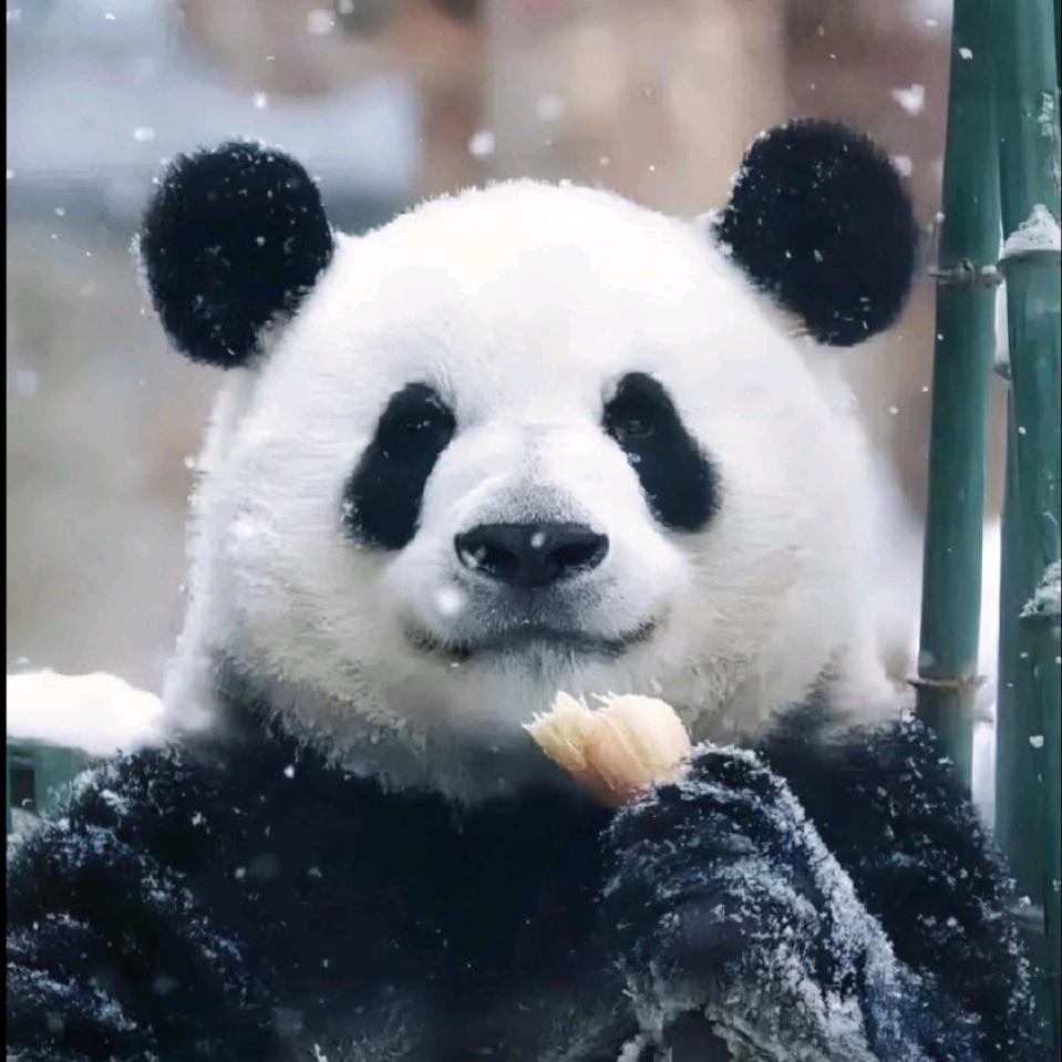 咿呀咿呀哟啊，啊