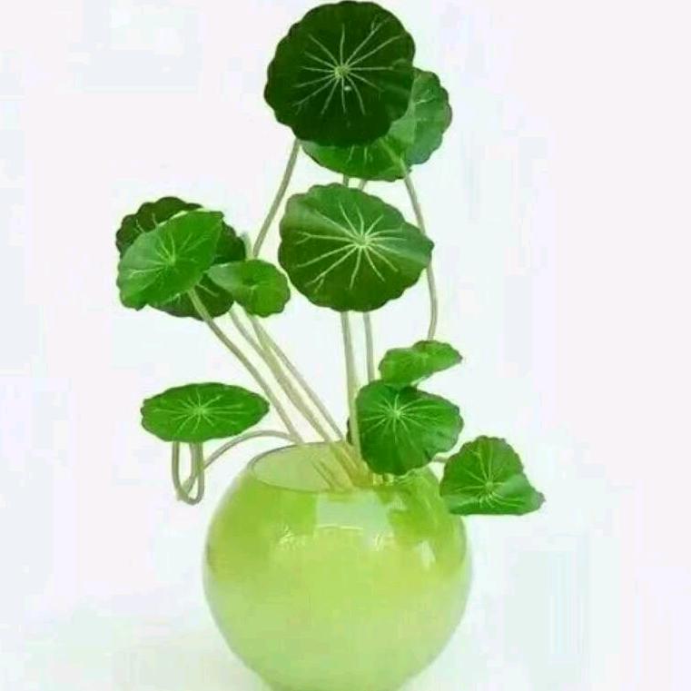 瑞秋
