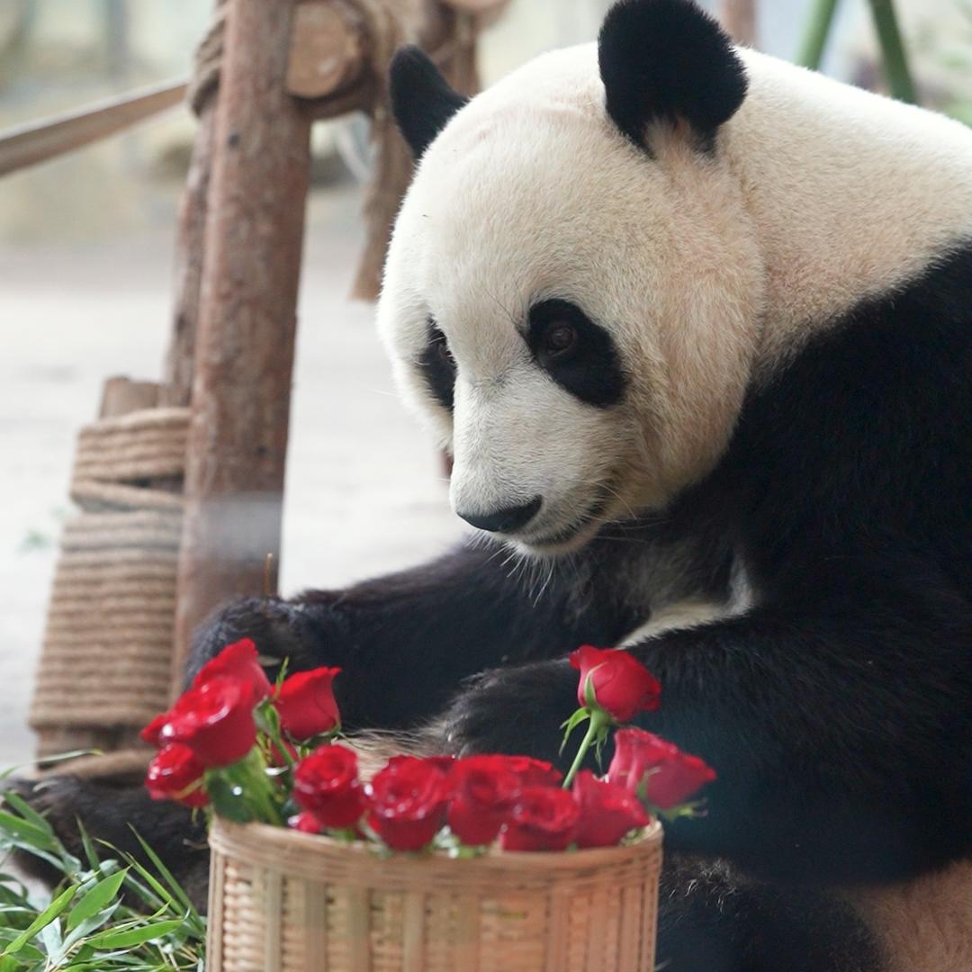 严仔仔
