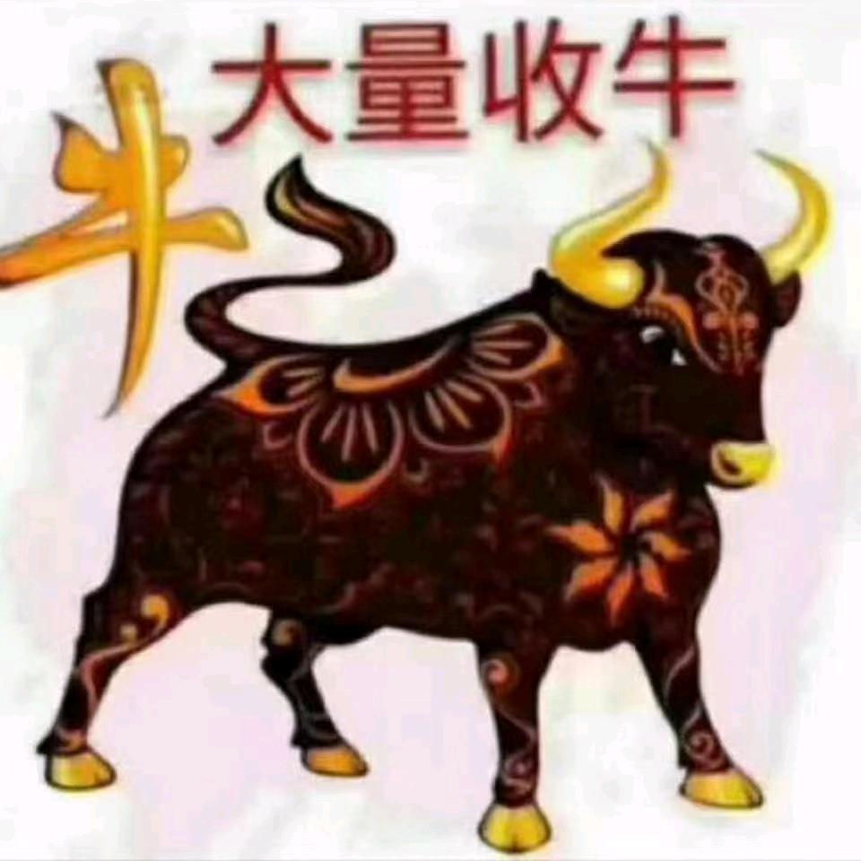 广东常年大量收购肥牛