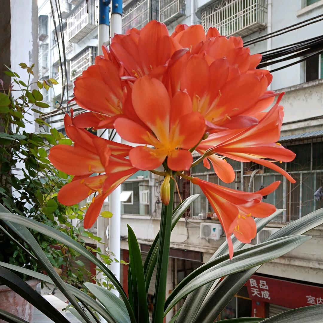 淑珍
