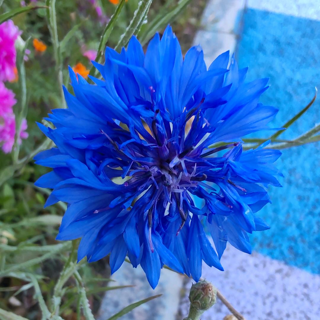 心若向阳，一切皆好