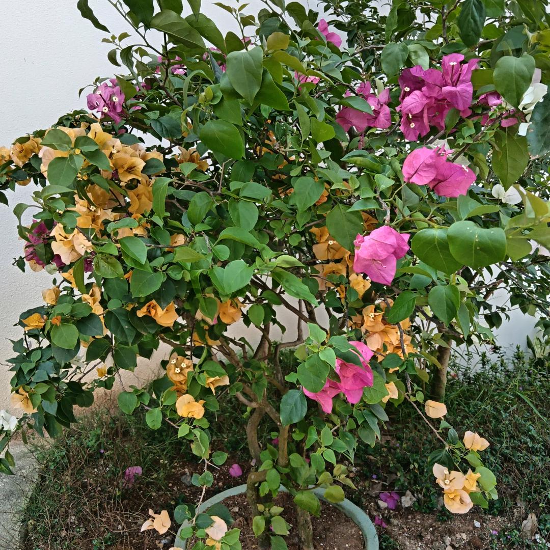 梅子好物分享🎉