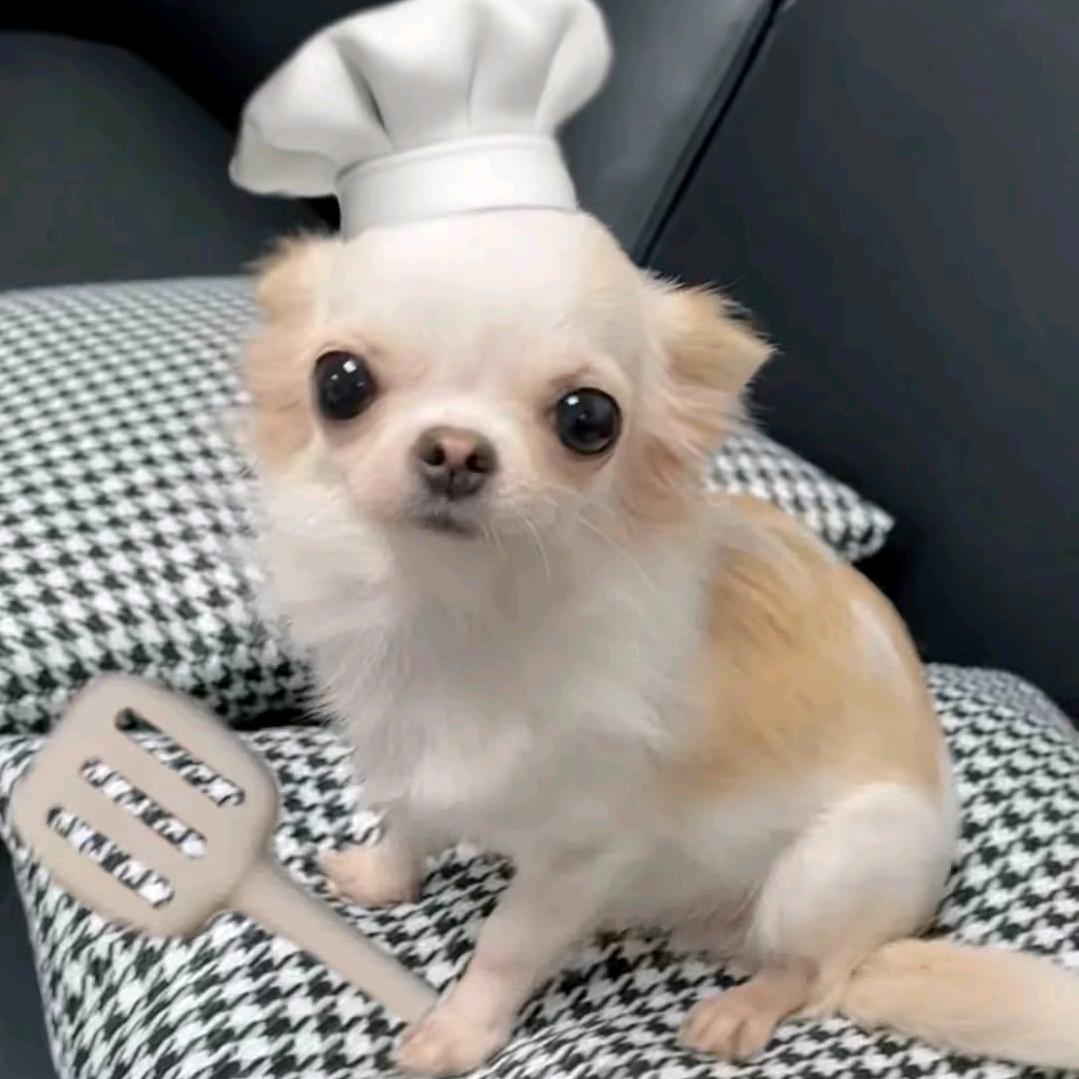 土豆