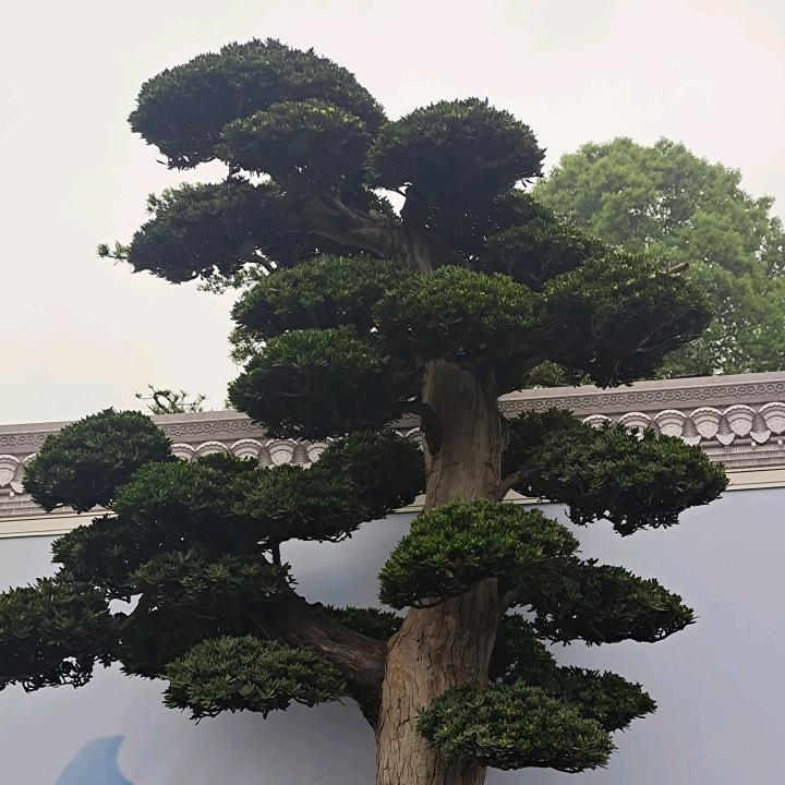 回头哥