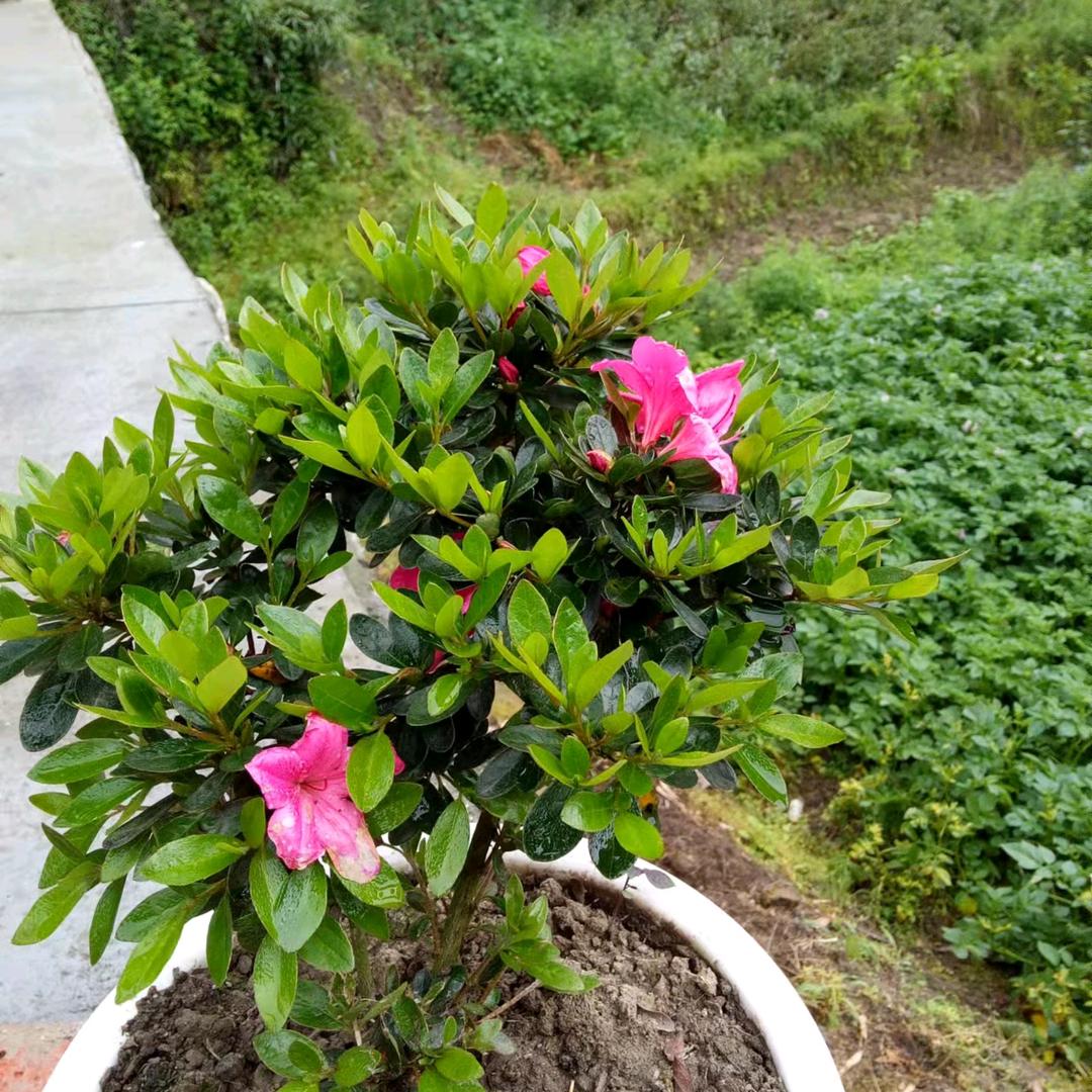 小慧