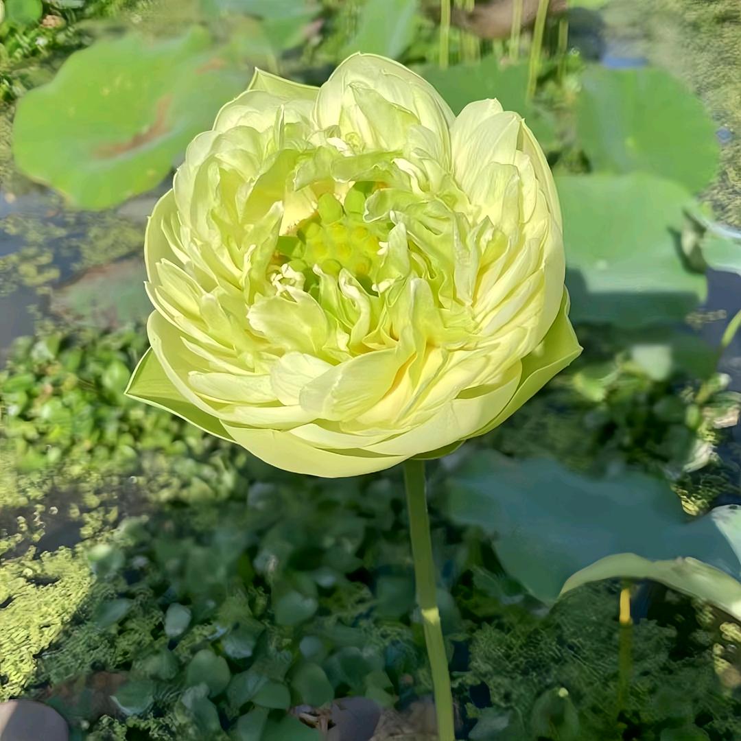 生活好物