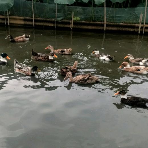 放养老鸭