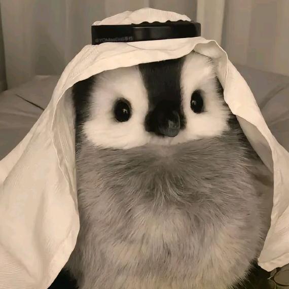 桃子罐头🐑