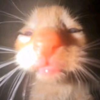 老鼠药