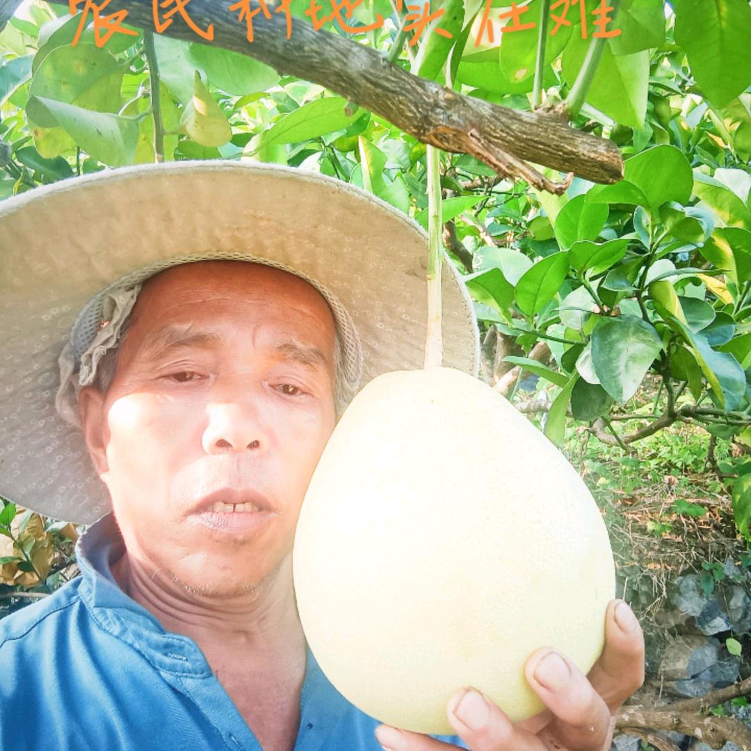 贡水白柚一一黄昌维