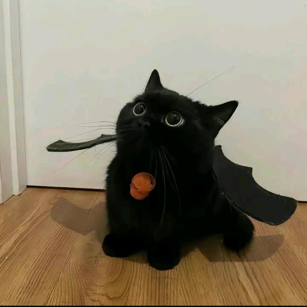 姒子兮