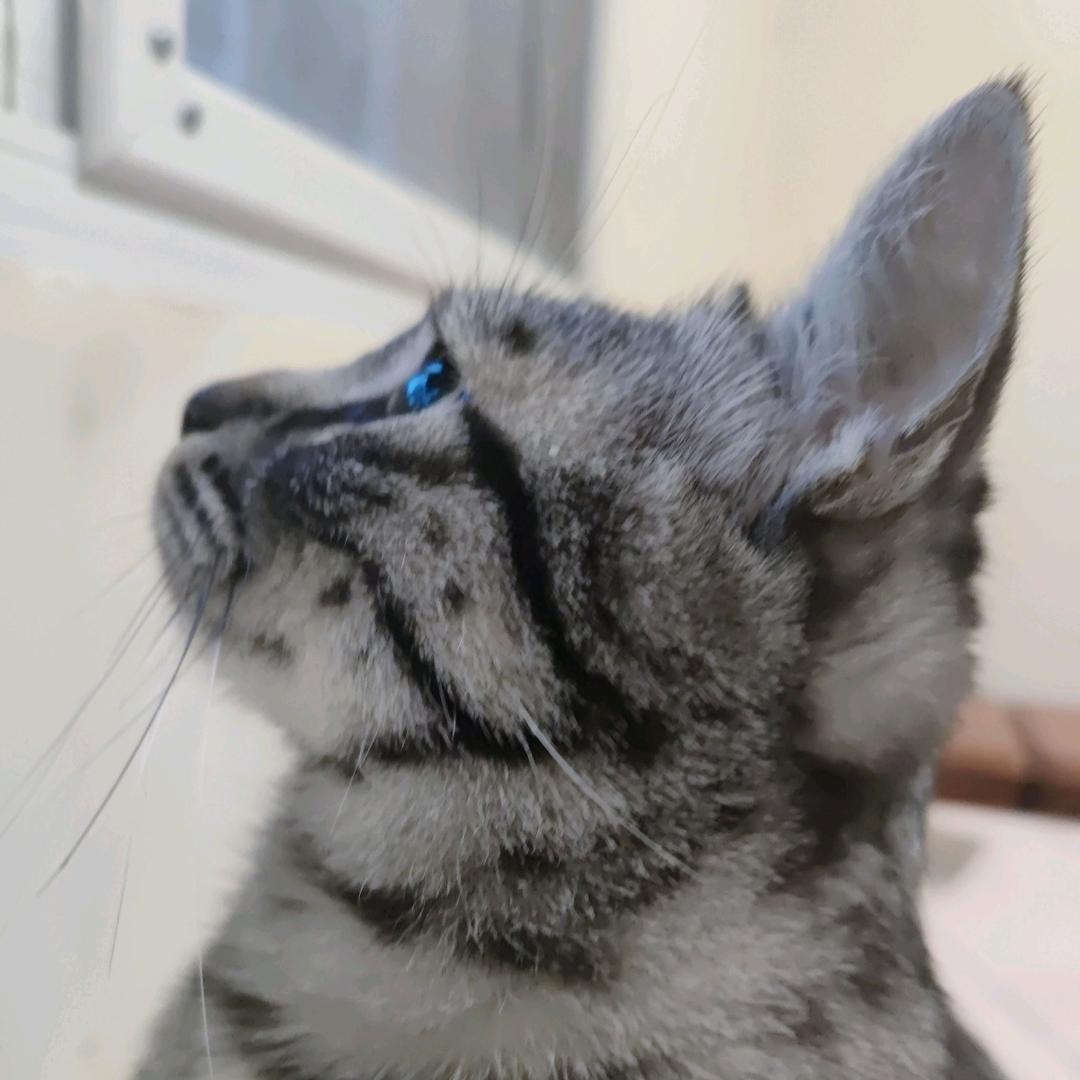 不工作大布丁就没有饭吃