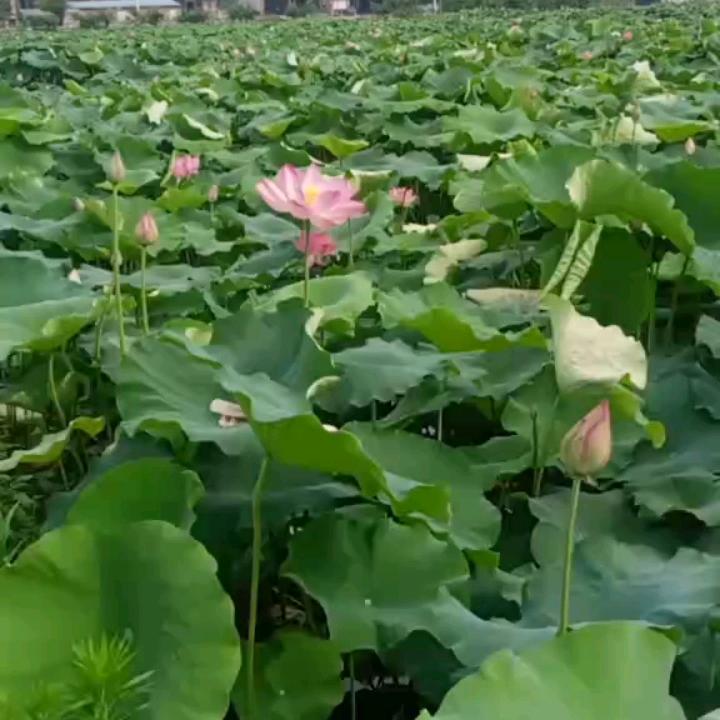 无怨无悔