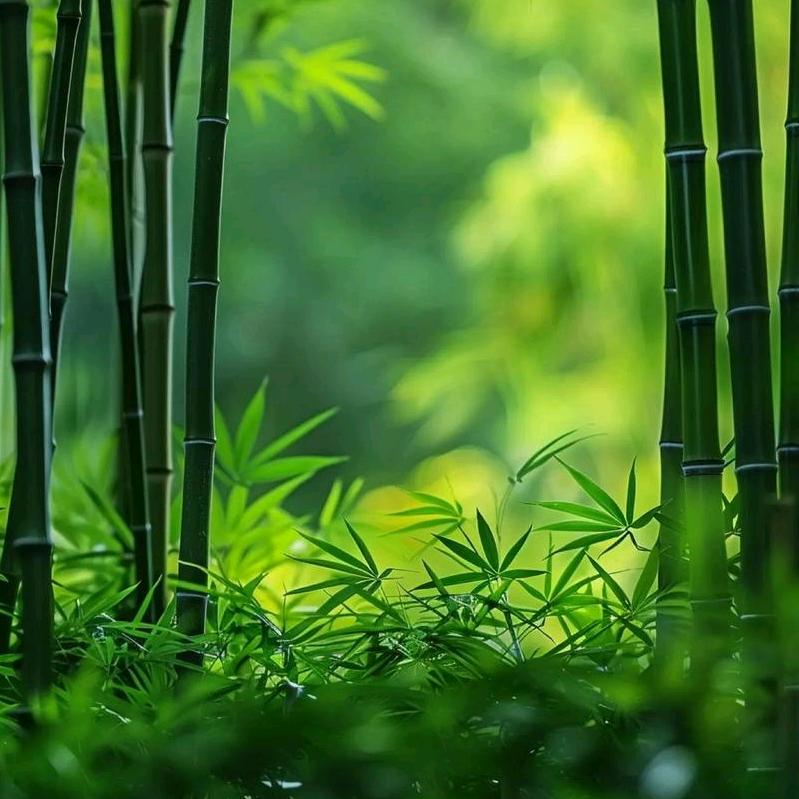 🌈竹石无痕