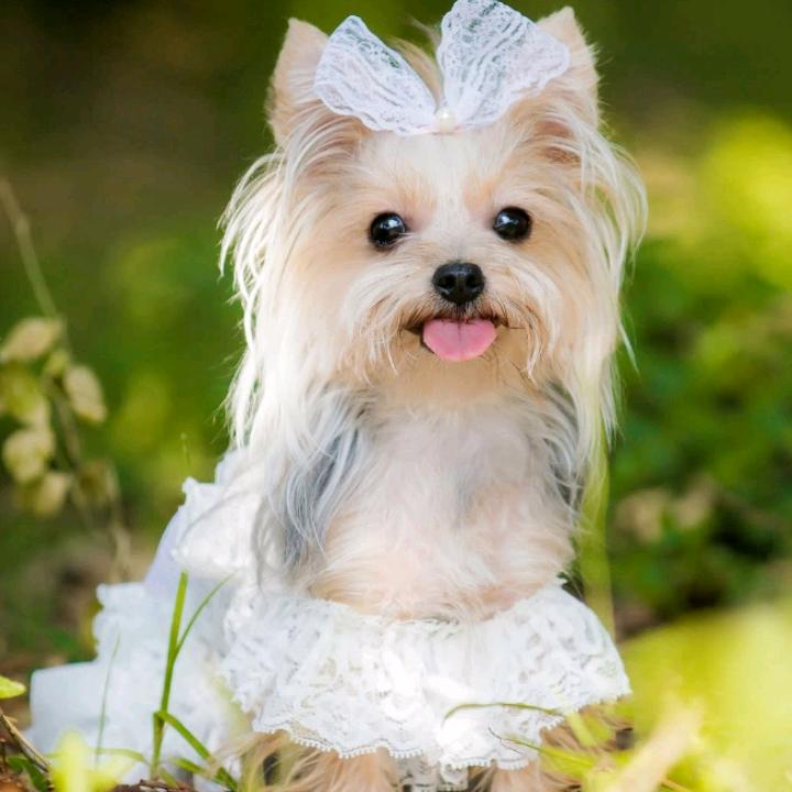 一生只有你。🌹🌹🌹