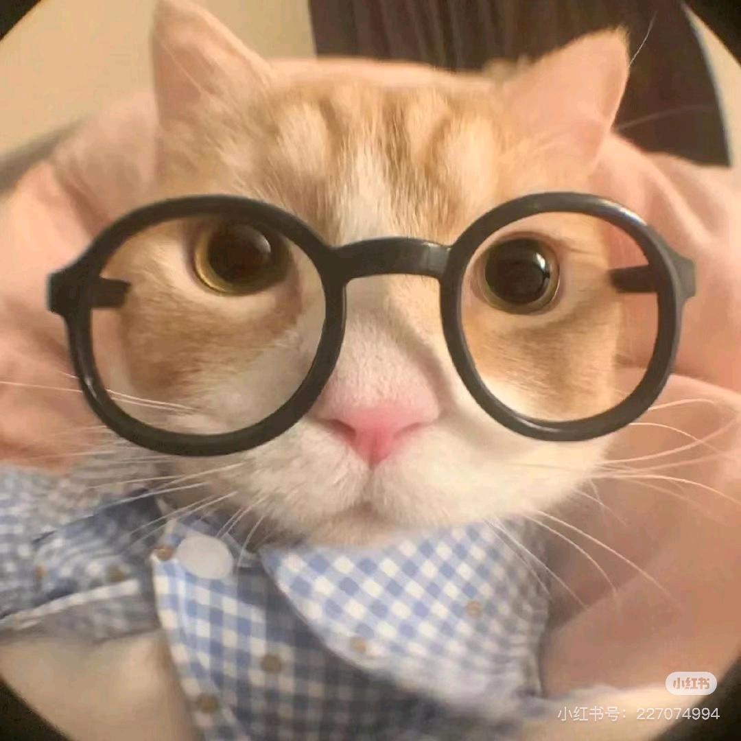 月亮的猪耳朵
