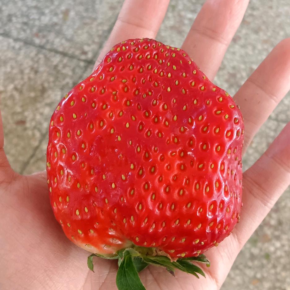 煤气灶