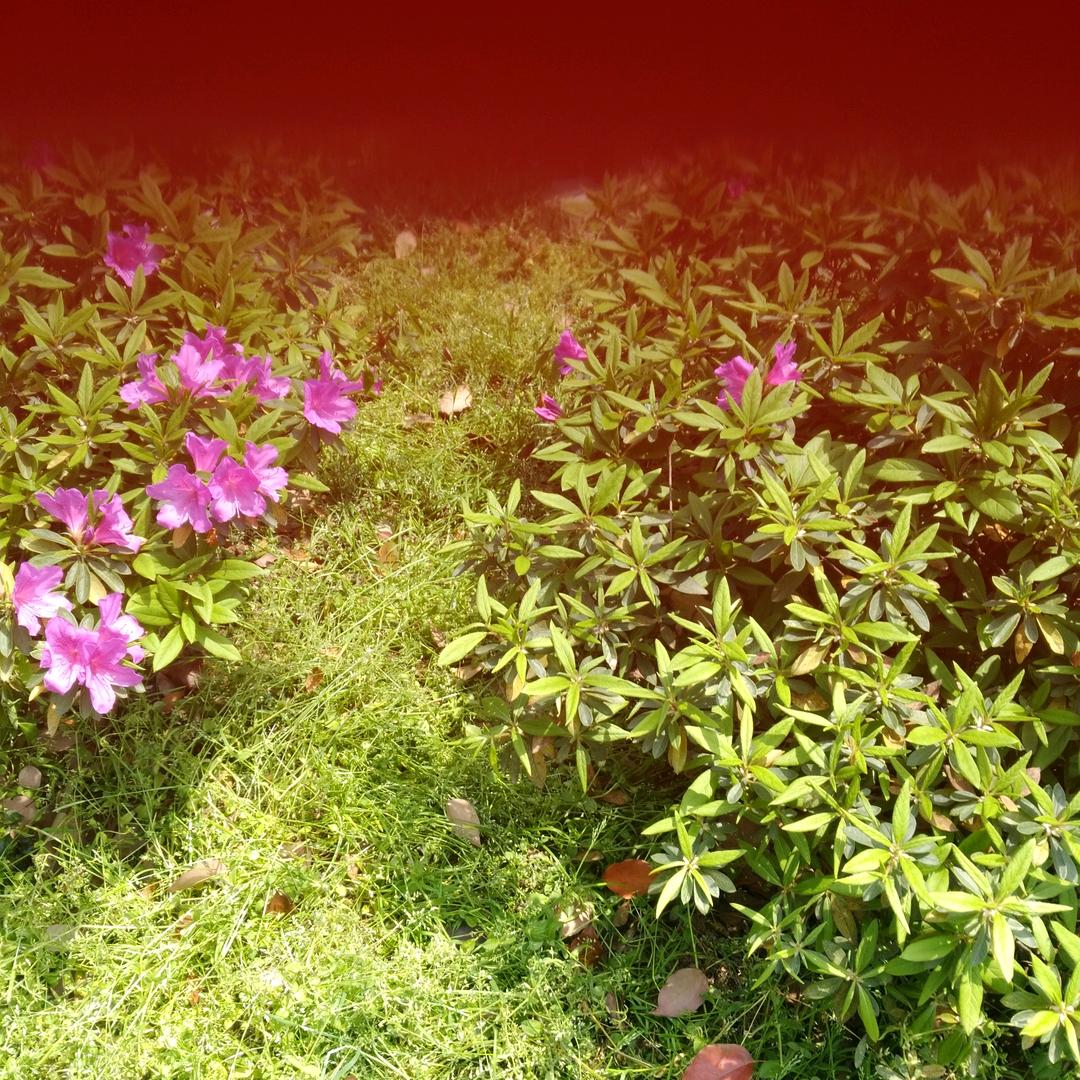 香姐🌷