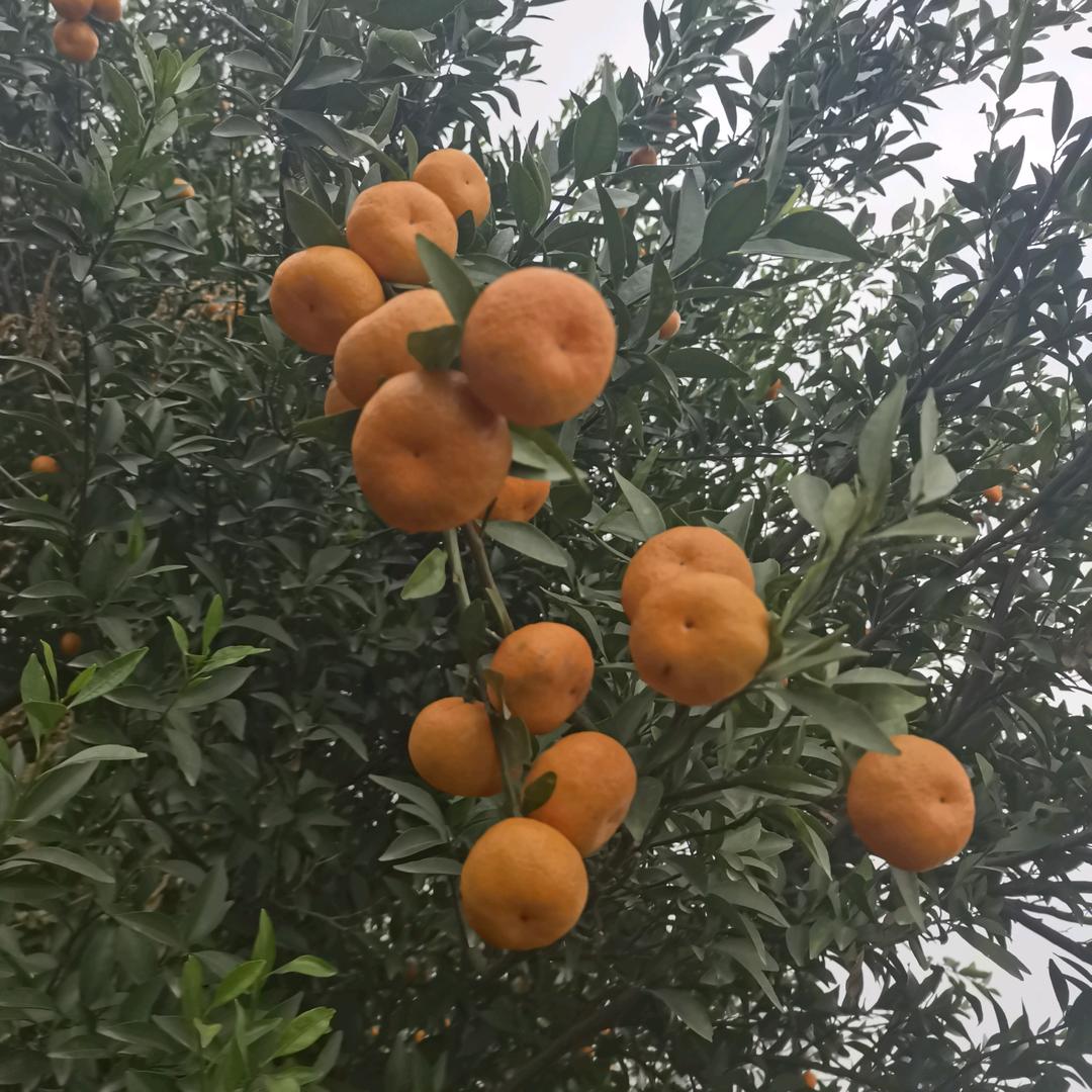 橘子🍊黄了