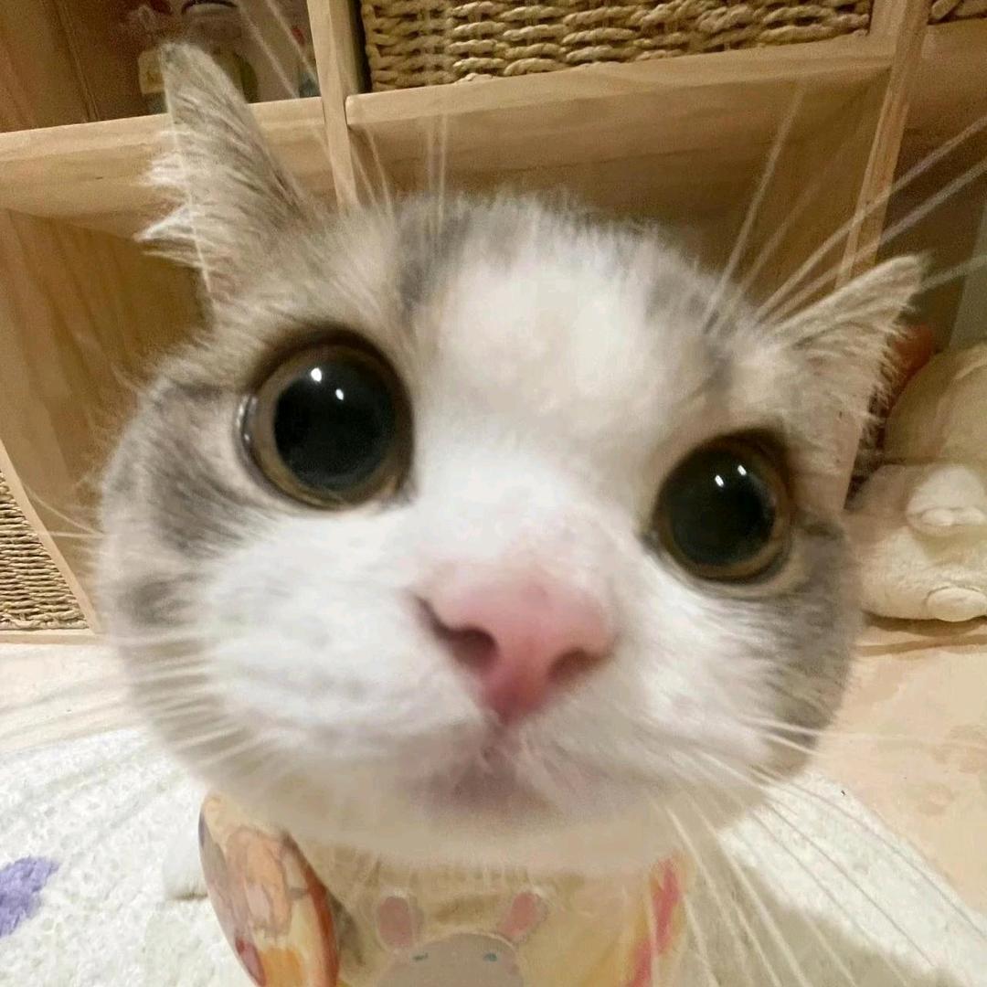 聪聪养宠