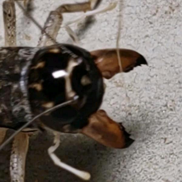 虫王