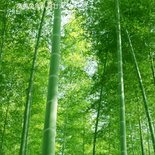 跳跳糖