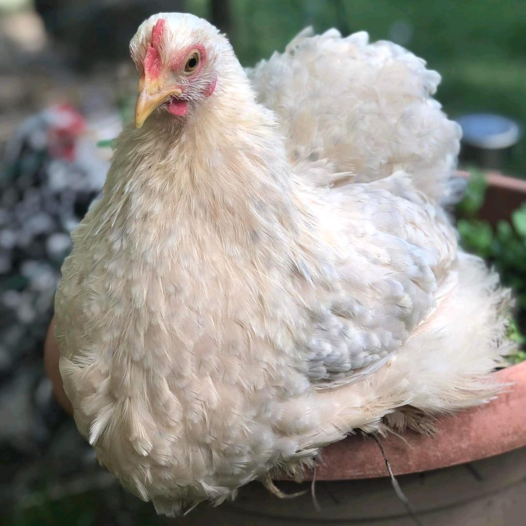 开封－郎君（巨型科钦）