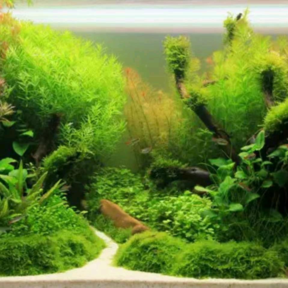岩中花树