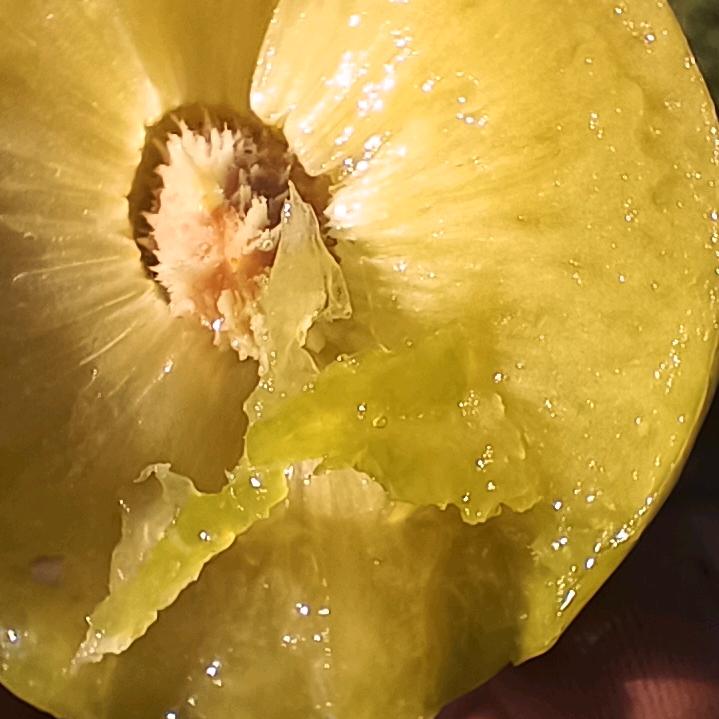 治安种植