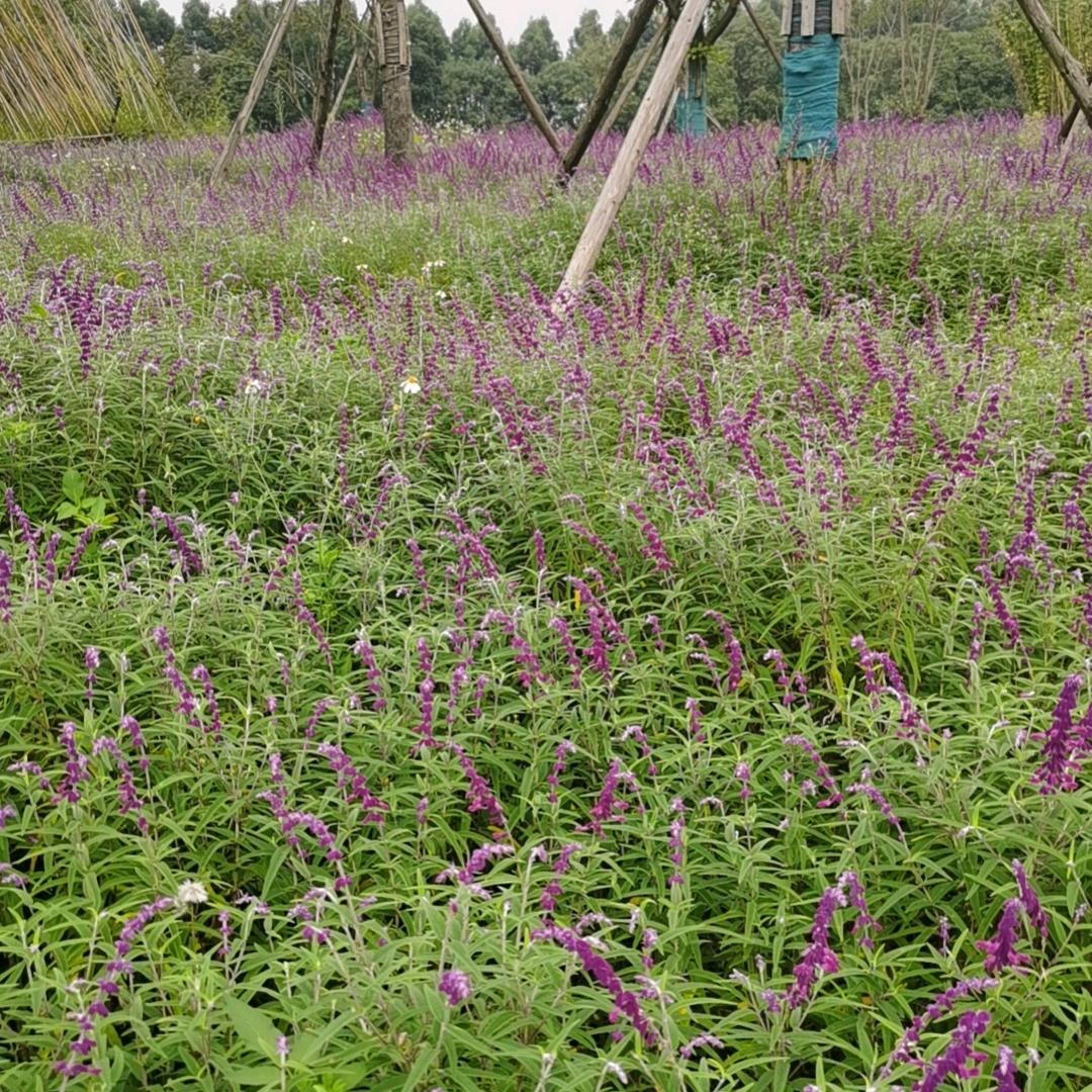 老龙山小衡同学