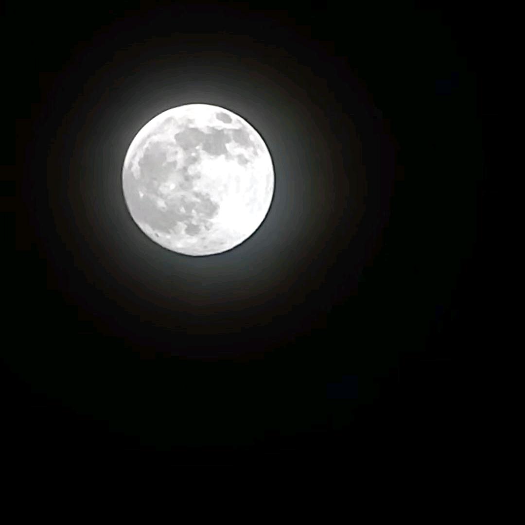 🌿画扇悲风霜叶月☘️