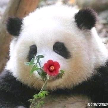 🌈獨宠🌈¹³哥